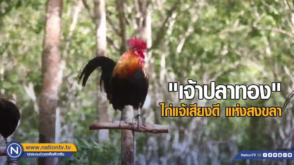 "เจ้าปลาทอง" ไก่แจ้เสียงดี แห่งสงขลา