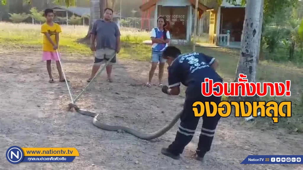 งูบองหลายักษ์หลุด ป่วนทั้งบาง!