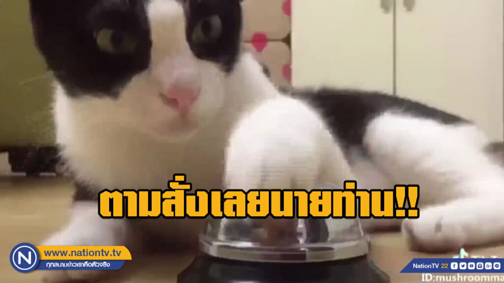 สบายไปไหม!!! แมวนอนกดกริ่งเรียกอาหาร...อาหารก็มา สบายไปไหม!!! แมวนอนกดกริ่งเรียกอาหาร...อาหารก็มา