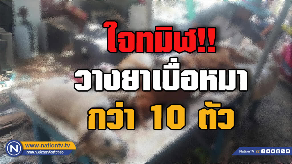 เจ้าของหมาประณามคนใจทมิฬ...วางยาเบื่อหมาตัวเองกว่า 10 ตัว