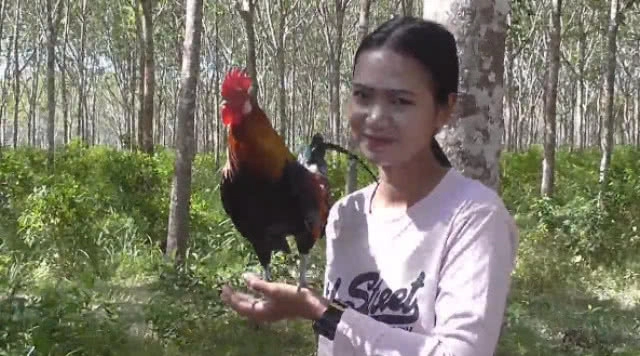 "เจ้าปลาทอง" ไก่แจ้เสียงดี แห่งสงขลา