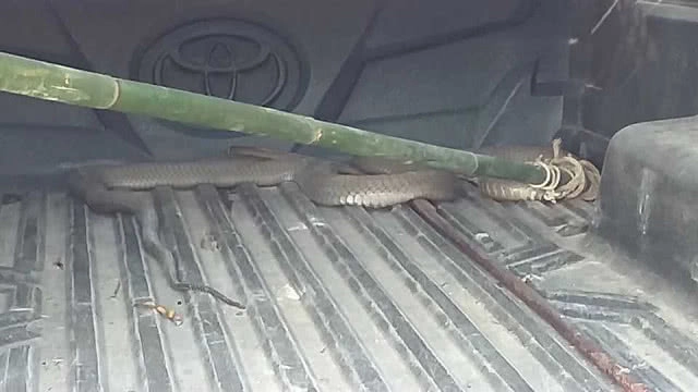 งูบองหลายักษ์หลุด ป่วนทั้งบาง!