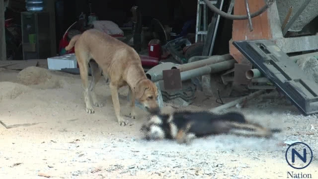 เจ้าของหมาประณามคนใจทมิฬ...วางยาเบื่อหมาตัวเองกว่า 10 ตัว