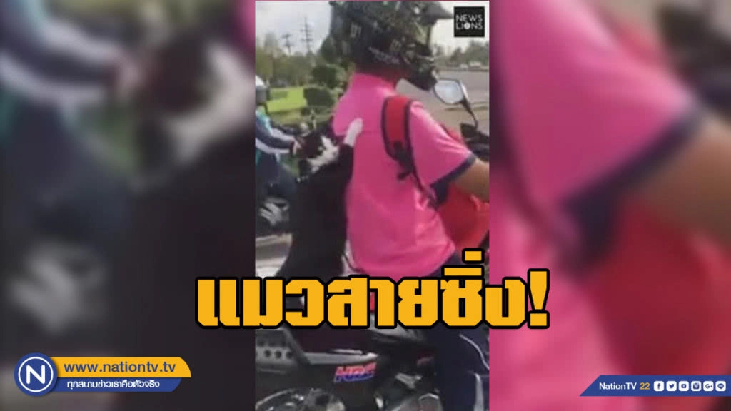 แมวสายซิ่ง! นั่งซ้อนท้ายมอเตอร์ไซค์อย่างเท่