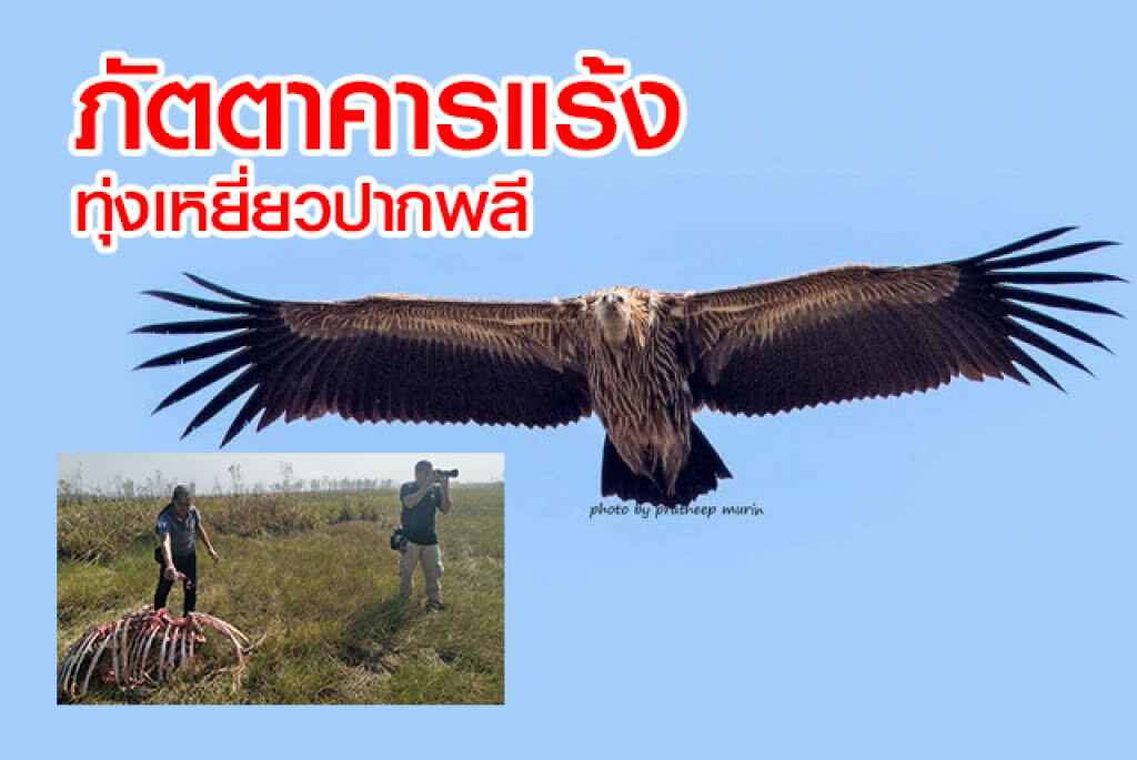 ภัตตาคาร"แร้ง" ทุ่งเหยี่ยวปากพลี ภัตตาคาร"แร้ง" ทุ่งเหยี่ยวปากพลี