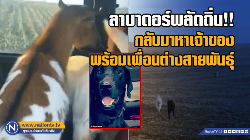 ลาบาดอร์พลัดถิ่น!!กลับมาหาเจ้าของพร้อมเพื่อนต่างสายพันธุ์