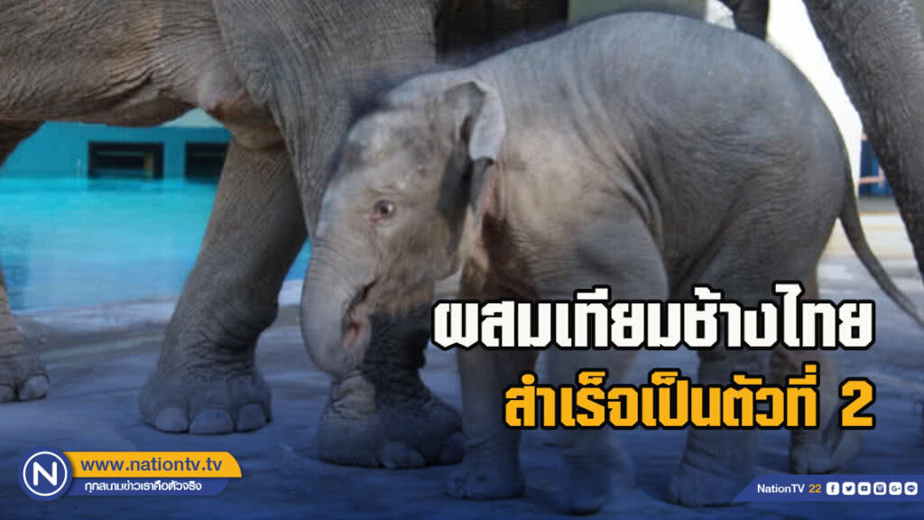 สวนสัตว์เปิดเขาเขียว ผสมเทียมช้างไทยสำเร็จเป็นตัวที่2