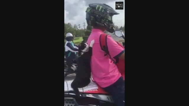 แมวสายซิ่ง! นั่งซ้อนท้ายมอเตอร์ไซค์อย่างเท่