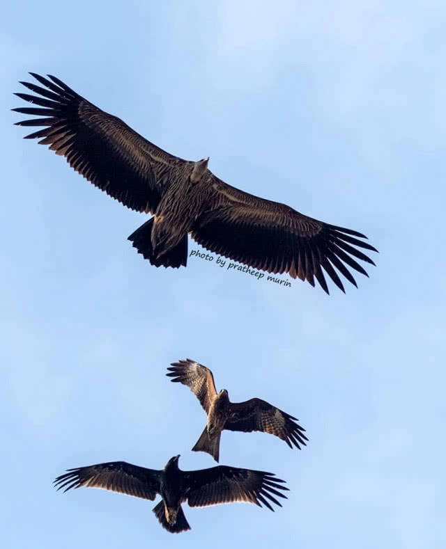ภัตตาคาร"แร้ง" ทุ่งเหยี่ยวปากพลี