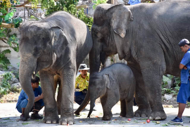 สวนสัตว์เปิดเขาเขียว ผสมเทียมช้างไทยสำเร็จเป็นตัวที่2