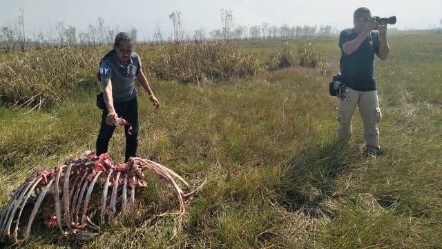 ภัตตาคาร"แร้ง" ทุ่งเหยี่ยวปากพลี