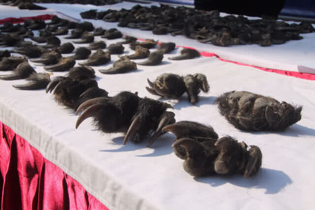 จับกุมนักค้าซากสัตว์ป่า พร้อมเล็บหมี 1,666 ชิ้น มูลค่า 8 ล้าน