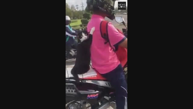 แมวสายซิ่ง! นั่งซ้อนท้ายมอเตอร์ไซค์อย่างเท่