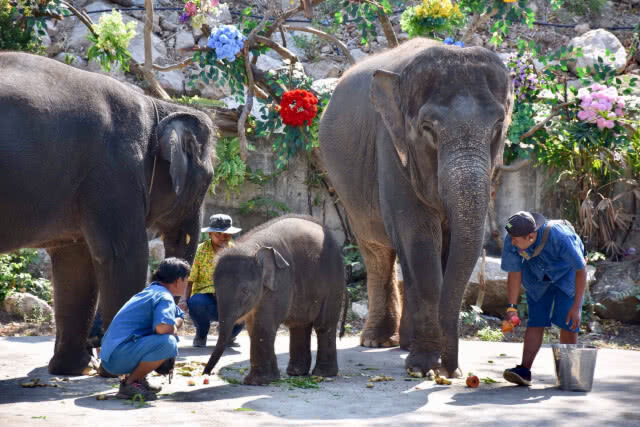 สวนสัตว์เปิดเขาเขียว ผสมเทียมช้างไทยสำเร็จเป็นตัวที่2