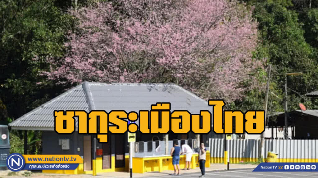 ชวนนักท่องเที่ยวชม "ซากุระเมืองไทย" ดอยอินทนนท์  จ.เชียงใหม่