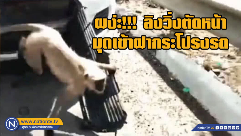 ผง่ะ! ขับรถอยู่ดีๆ ลิงวิ่งตัดหน้าแล้วมุดเข้าฝากระโปรงรถ ผง่ะ! ขับรถอยู่ดีๆ ลิงวิ่งตัดหน้าแล้วมุดเข้าฝากระโปรงรถ
