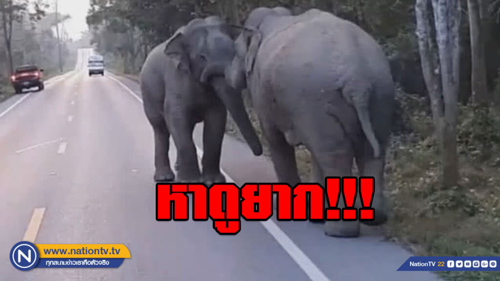 ตื่นตา ! หาดูยาก ช้างป่าละอู "ประลองงา" อย่างมันกลางถนน