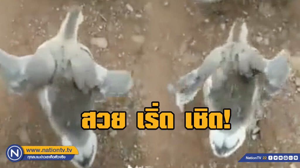 ห่านที่เซ็กซี่ที่สุดในโลก!!! การันตีจากยอดวิวนับล้าน ห่านที่เซ็กซี่ที่สุดในโลก!!! การันตีจากยอดวิวนับล้าน