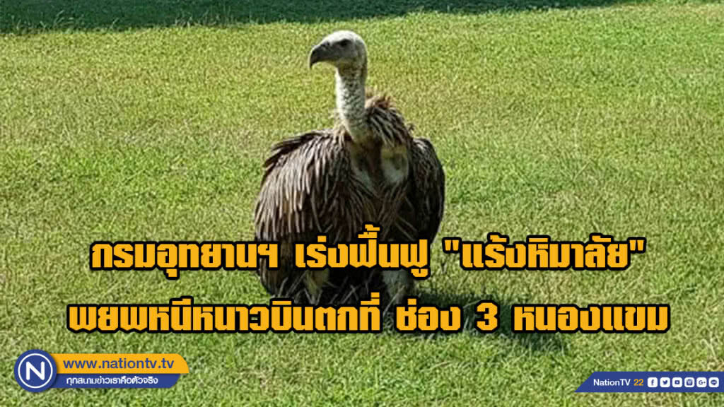 กรมอุทยานฯ เร่งฟื้นฟู "แร้งหิมาลัย" พยพหนีหนาวบินตกที่ ช่อง 3 หนองแขม