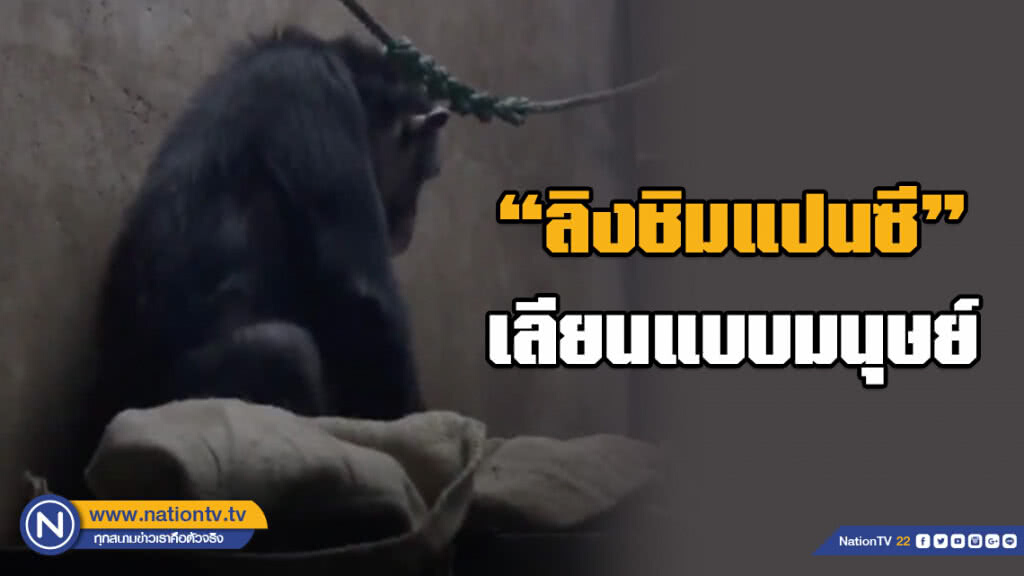 ชาวโซเชียล ทึ่ง! ลิงชิมแปนซีแสนรู้ในสวนสัตว์จีน เลียนแบบพฤติกรรมตามมนุษย์ ชาวโซเชียล ทึ่ง! ลิงชิมแปนซีแสนรู้ในสวนสัตว์จีน เลียนแบบพฤติกรรมตามมนุษย์