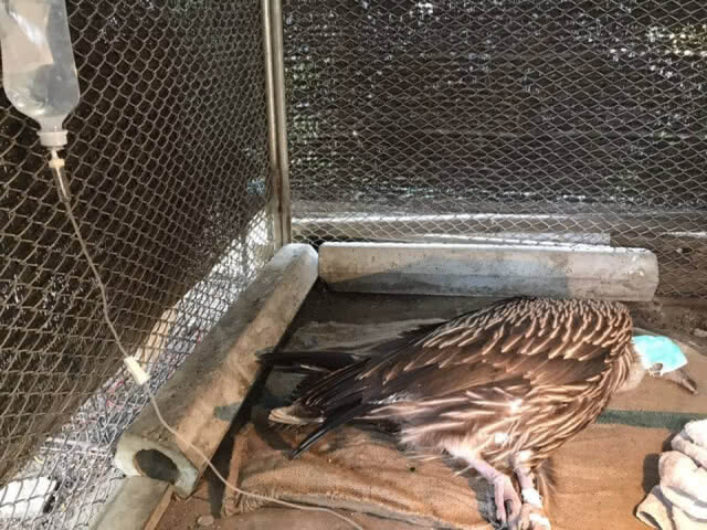 กรมอุทยานฯ เร่งฟื้นฟู "แร้งหิมาลัย" พยพหนีหนาวบินตกที่ ช่อง 3 หนองแขม