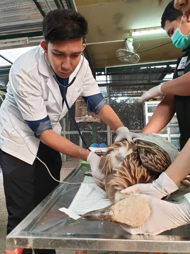 กรมอุทยานฯ เร่งฟื้นฟู "แร้งหิมาลัย" พยพหนีหนาวบินตกที่ ช่อง 3 หนองแขม
