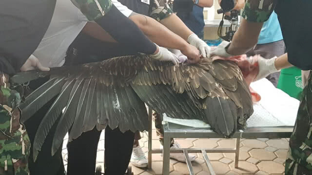 กรมอุทยานฯ เร่งฟื้นฟู "แร้งหิมาลัย" พยพหนีหนาวบินตกที่ ช่อง 3 หนองแขม