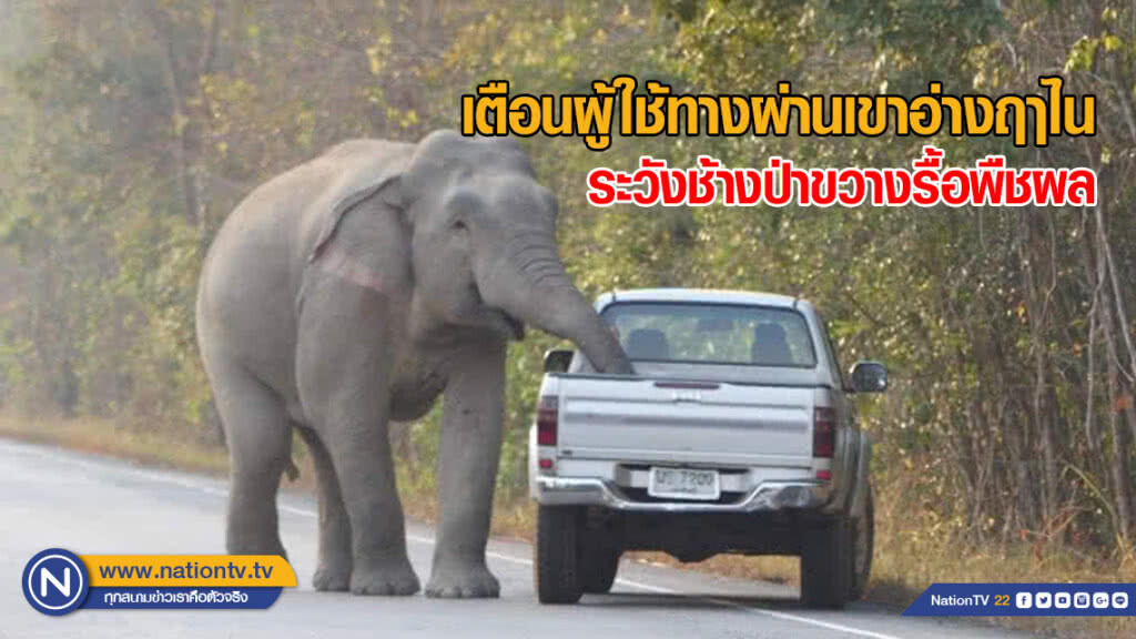 เตือนผู้ใช้ทางผ่านเขาอ่างฤาไน​ ระวังช้างป่าขวางรื้อพืชผล
