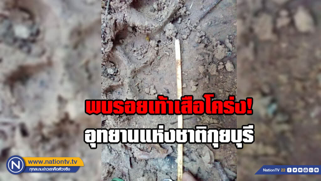 พบรอยเท้าเสือโคร่ง!​ อุทยานแห่งชาติกุยบุรี​ บ่งชี้ระบบนิเวศดีขึ้น