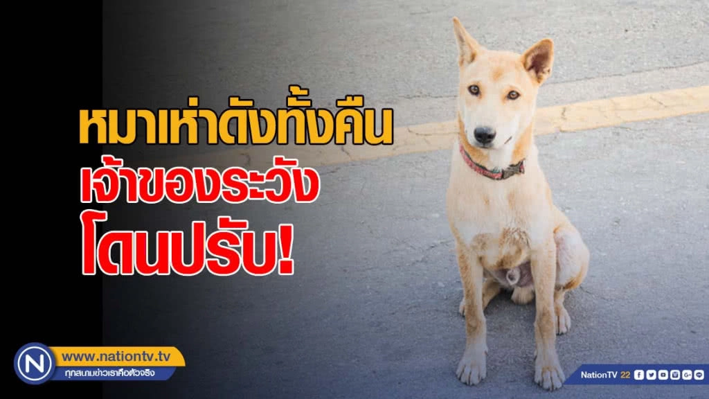 หมาเห่าเสียงดังทั้งคืน เจ้าของโดนปรับ!