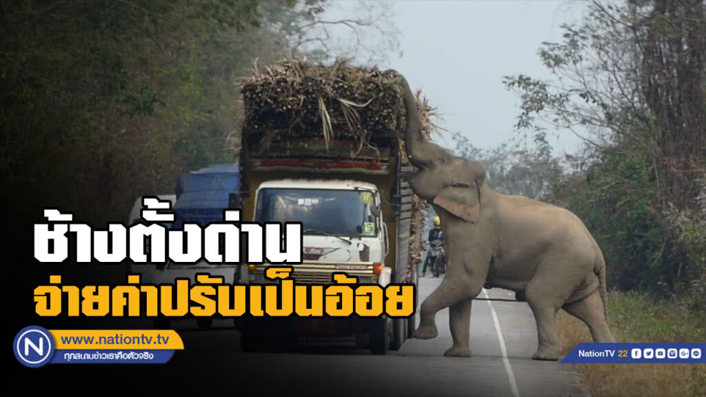 แจ้งเตือนรถขับผ่าน "เขาอ่างฤๅไน" ระวัง "ช้างป่า" ดักข้างทาง