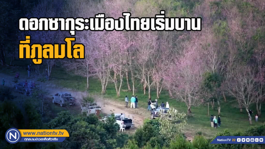 ดอกซากุระเมืองไทยเริ่มบาน ที่ภูลมโล