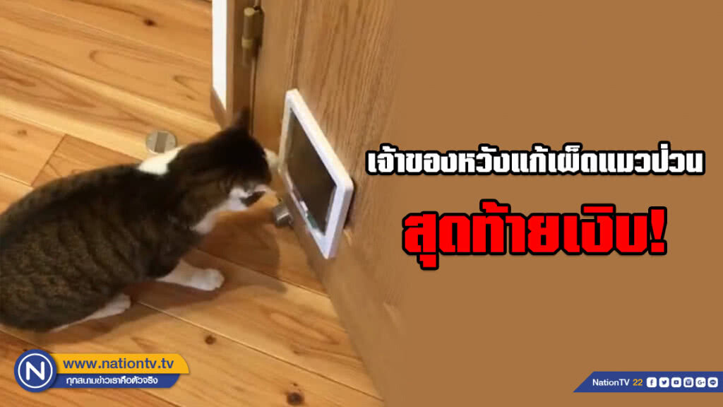 เจ้าของหวังแก้เผ็ดแมวป่วน! แต่หารู้ไม่ว่าแมวฉลาดกว่า เจ้าของหวังแก้เผ็ดแมวป่วน! แต่หารู้ไม่ว่าแมวฉลาดกว่า