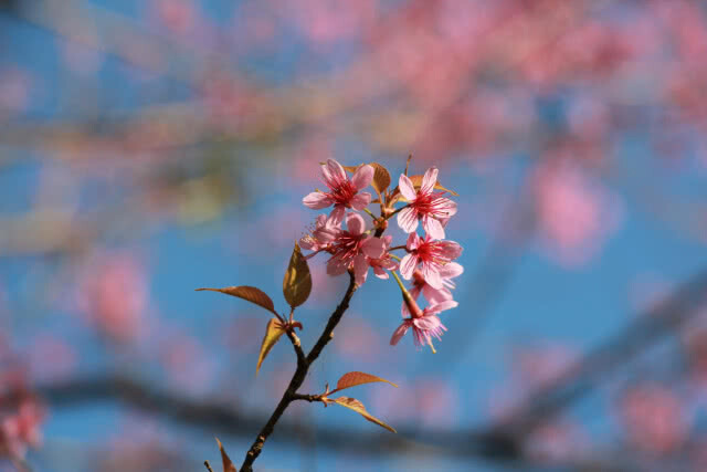 ดอกซากุระเมืองไทยเริ่มบาน ที่ภูลมโล