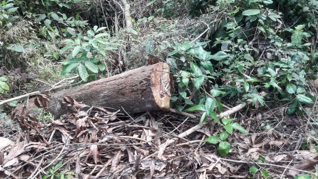 ชุดพญาเสือ บุกยึด Zipline "อีเกิ้ล แทรค" เชียงใหม่