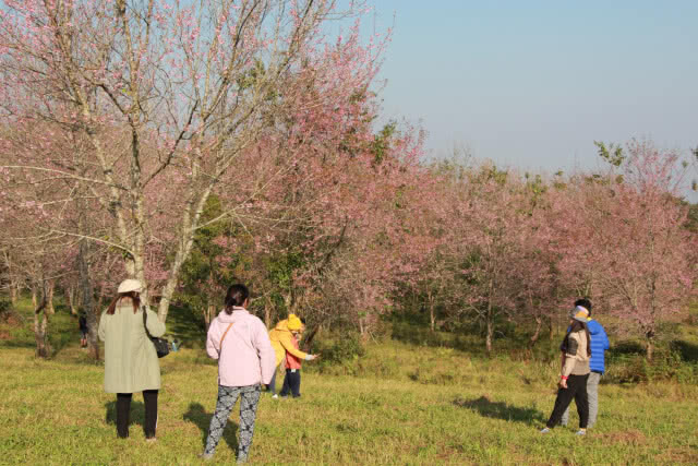 ดอกซากุระเมืองไทยเริ่มบาน ที่ภูลมโล