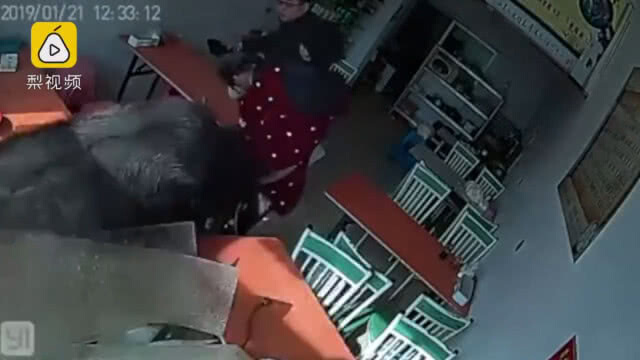 นาทีระทึก! กระทิงหนีเอาชีวิตรอด เข้าร้านอาหารจีนพังเละ