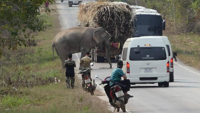เตือนผู้ใช้ทางผ่านเขาอ่างฤาไน​ ระวังช้างป่าขวางรื้อพืชผล
