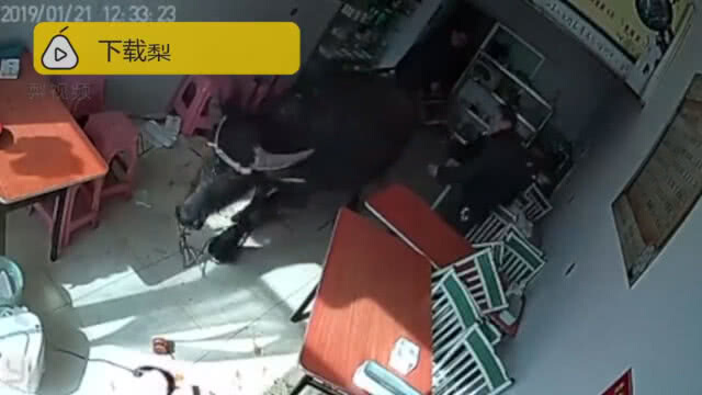 นาทีระทึก! กระทิงหนีเอาชีวิตรอด เข้าร้านอาหารจีนพังเละ