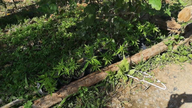 ชุดพญาเสือ บุกยึด Zipline "อีเกิ้ล แทรค" เชียงใหม่