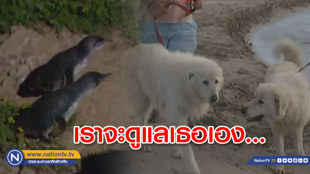 สุนัขลาดตระเวณคุ้มครองนกเพนกวิน สุนัขลาดตระเวณคุ้มครองนกเพนกวิน