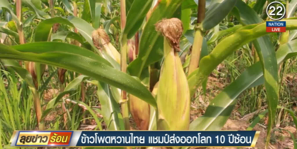 ข้าวโพดหวาน แชมป์ส่งออกอันดับ 1 โลก 10 ปีซ้อน