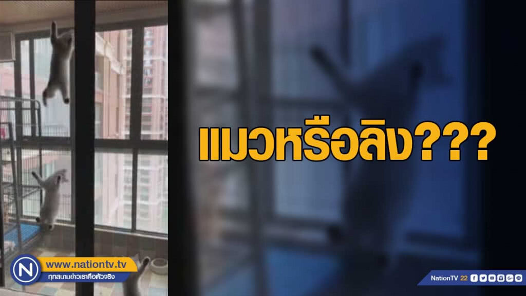 แมวหรือลิง! ปีนกระจกเก่งขนาดนี้ แมวหรือลิง! ปีนกระจกเก่งขนาดนี้