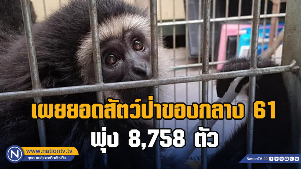 กรมอุทยานฯ เผยยอดสัตว์ป่าของกลาง 61 พุ่ง 8,758 ตัว กรมอุทยานฯ เผยยอดสัตว์ป่าของกลาง 61 พุ่ง 8,758 ตัว