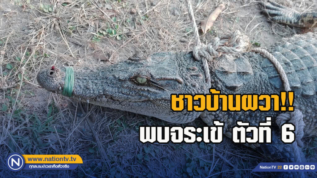 ชาวบ้านผวาพบจระเข้ ตัวที่ 6 โผล่กลางสวนทุเรียนในหมู่บ้าน