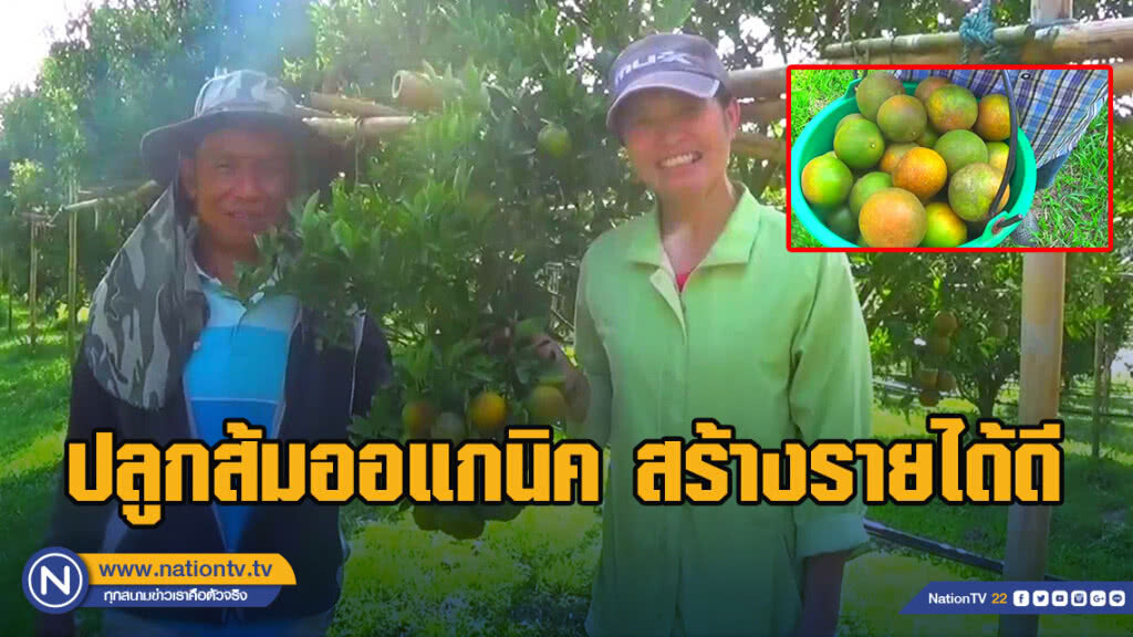 เกษตรกรปลูกส้มออแกนิคขายสร้างรายได้ดี