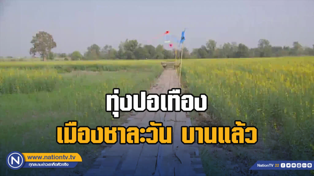 ทุ่งปอเทืองเมือง ชาละวัน บานแล้ว ทุ่งปอเทืองเมือง ชาละวัน บานแล้ว