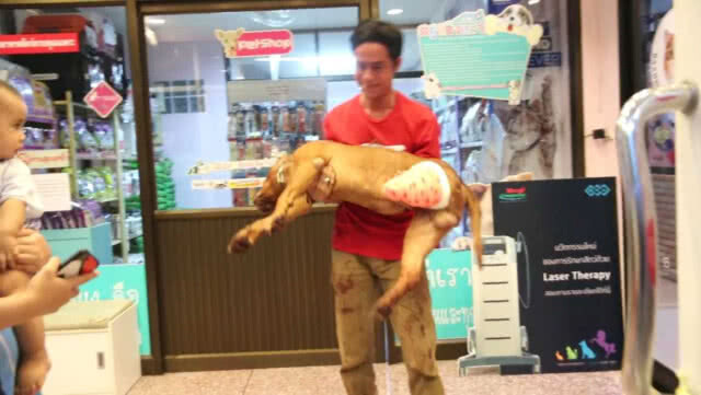 ดำเนินคดีเพื่อนบ้านฟันขา "พิทบูล" ดับ หลังพยามหย่าศึกหมากัดกัน