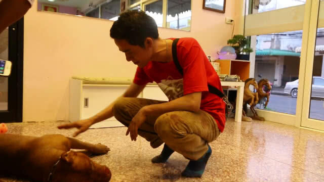 ดำเนินคดีเพื่อนบ้านฟันขา "พิทบูล" ดับ หลังพยามหย่าศึกหมากัดกัน