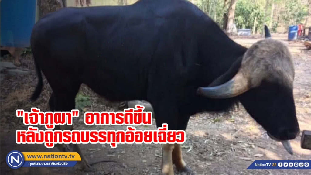 'เจ้าภูผา' กระทิงถูกรถบรรทุกอ้อยเฉี่ยว อาการดีขึ้นตามลำดับ